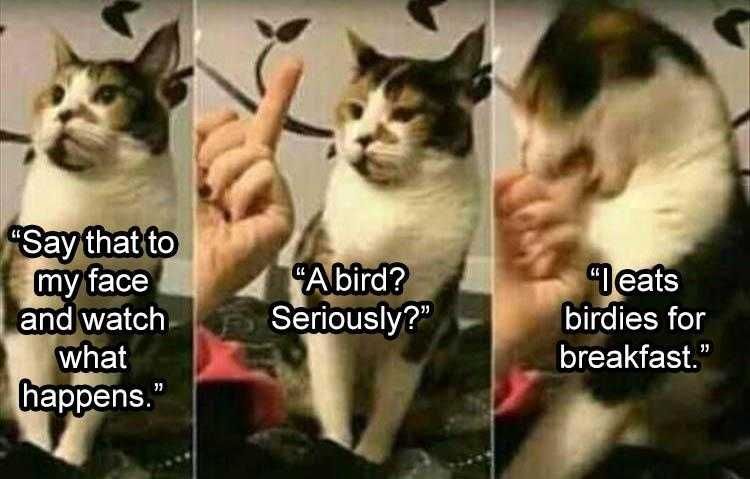Top 25 Funny Animal Memes Of The Day_600996Df7D236.Jpeg Funny Pictures With Animals Watch Where You Stick That Bird