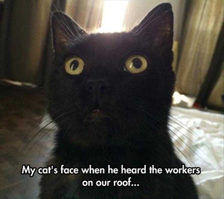 Top 25 Funny Animal Memes Of The Day_600996E1548B3.Jpeg Funny Pictures Of Animals There'S Something On The Roof