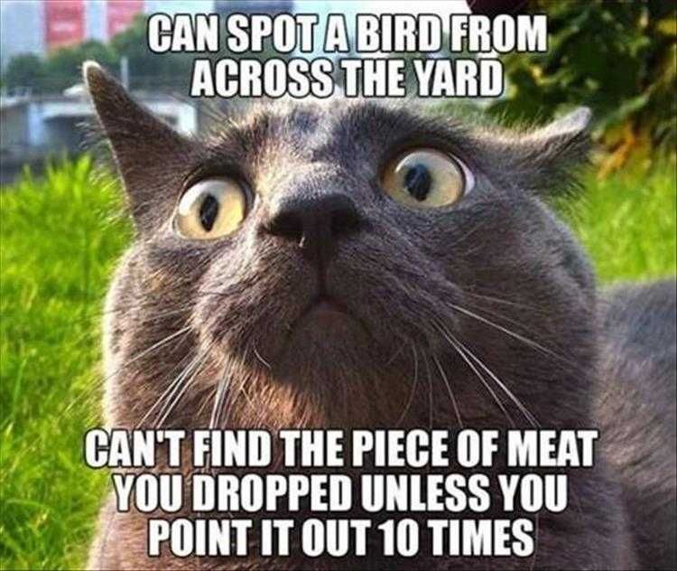 Top 25 Funny Animal Memes Of The Day_600996E224D0F.jpeg Funny Pictures With Animals One Track Mind