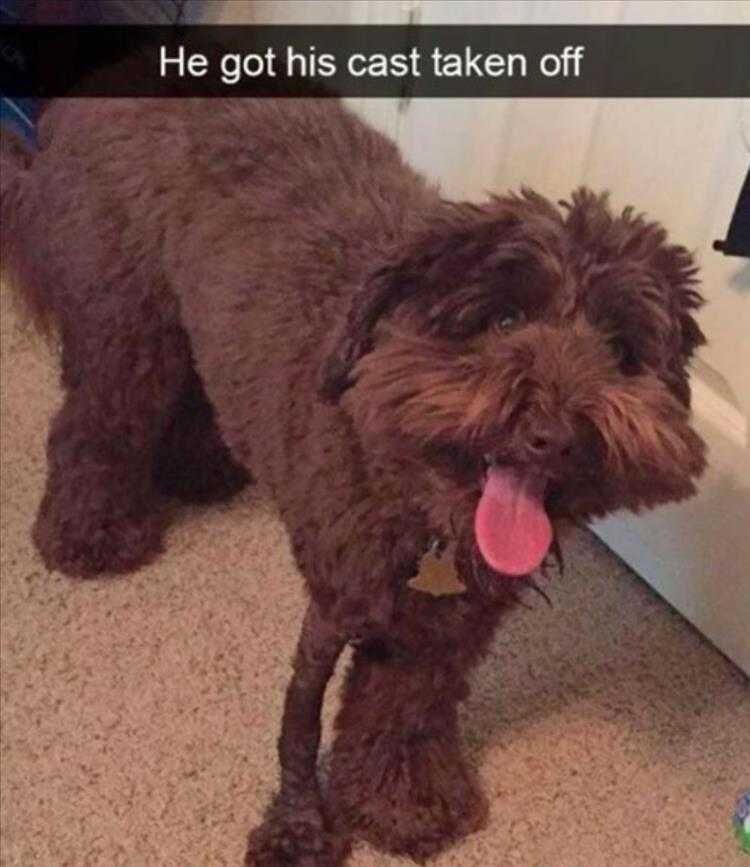 Super Funny Animal Photos No Cast Look