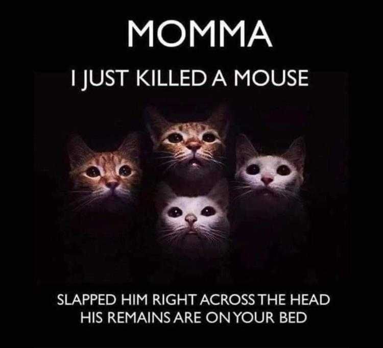 Super Funny Animal Photos Bohemian Cat