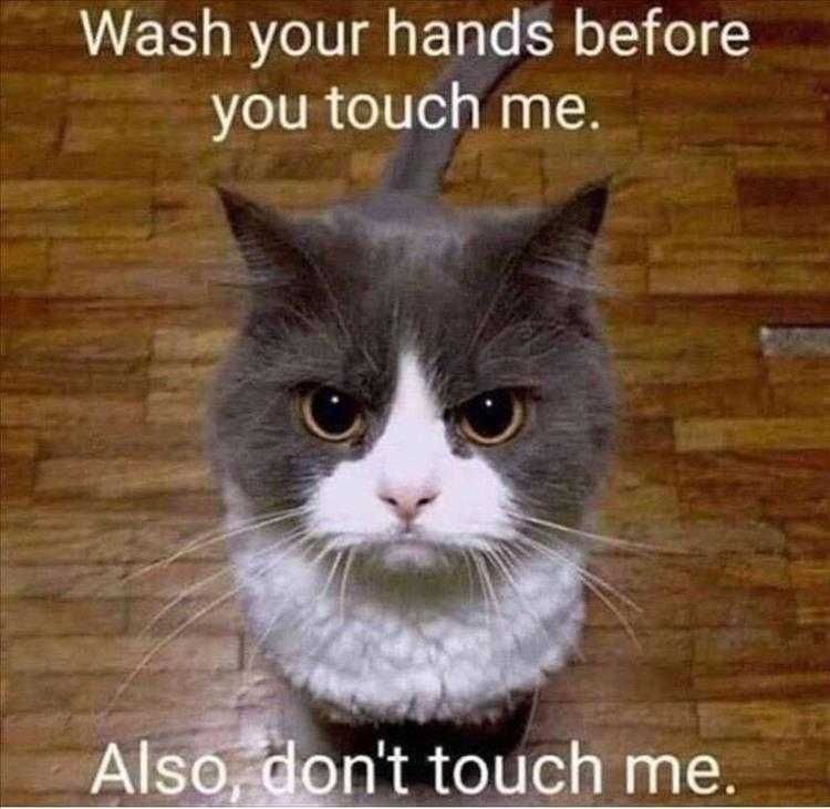 Super Funny Animal Photos Covid Protocols