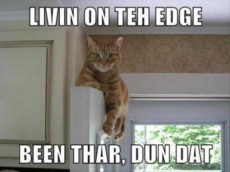 Super Funny Animal Photos Story Of My Life