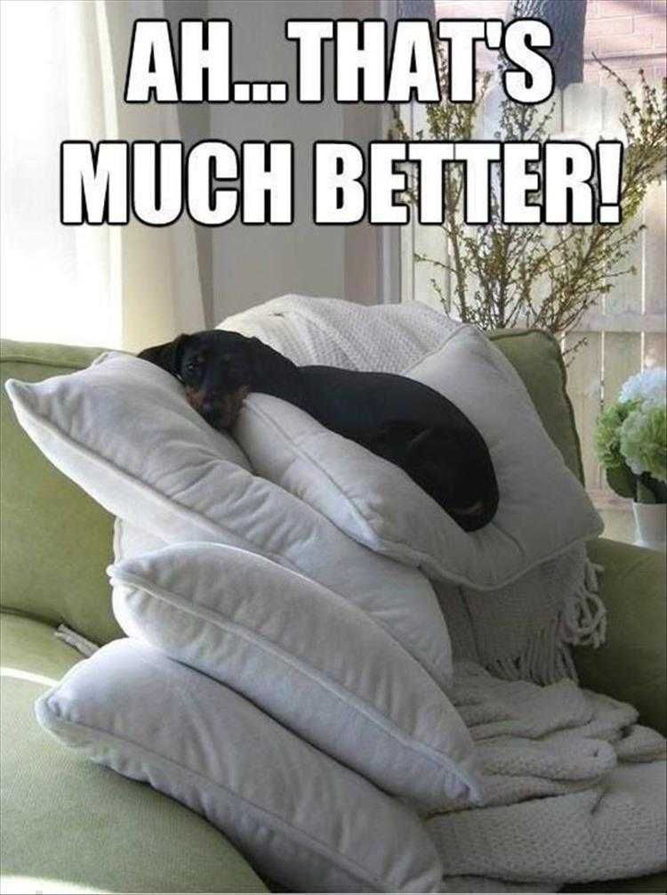 Super Funny Animal Photos Princess Dog
