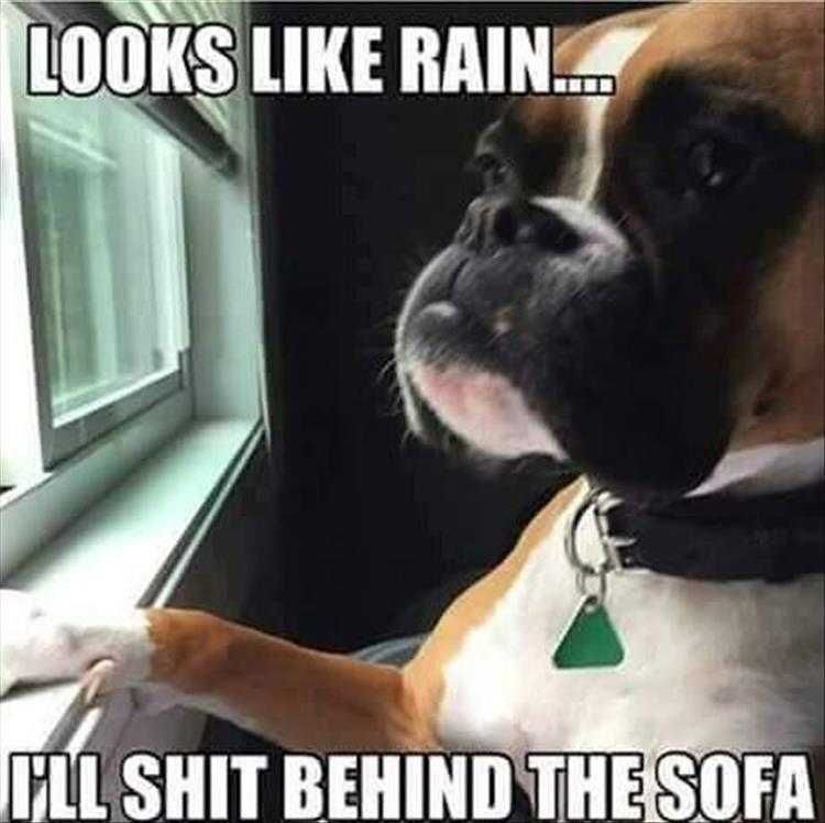 Super Funny Animal Photos Fair Weather Crapper