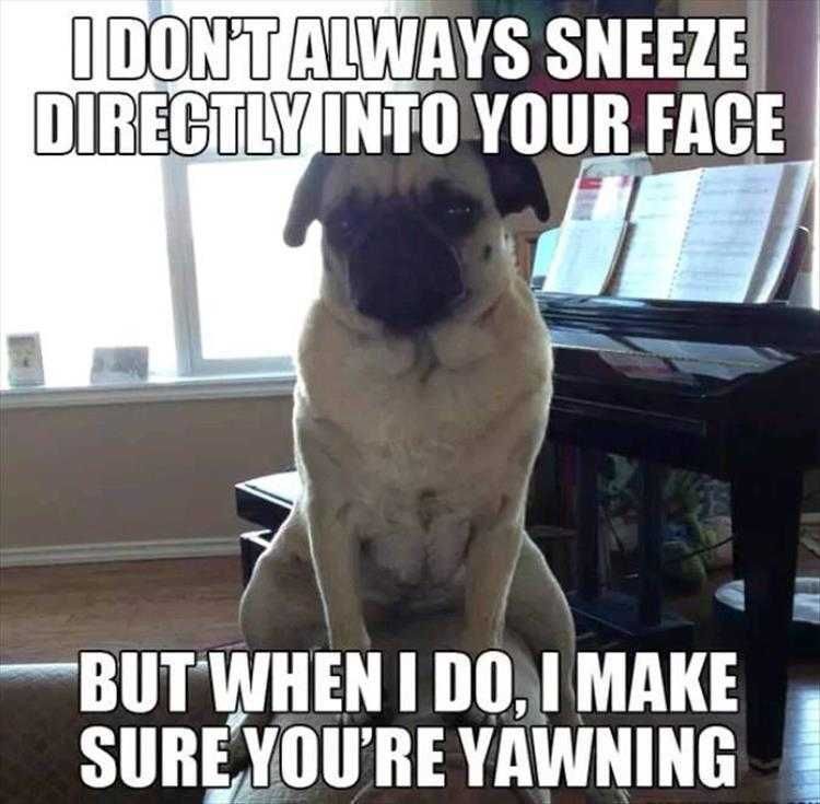 Super Funny Animal Photos Timing