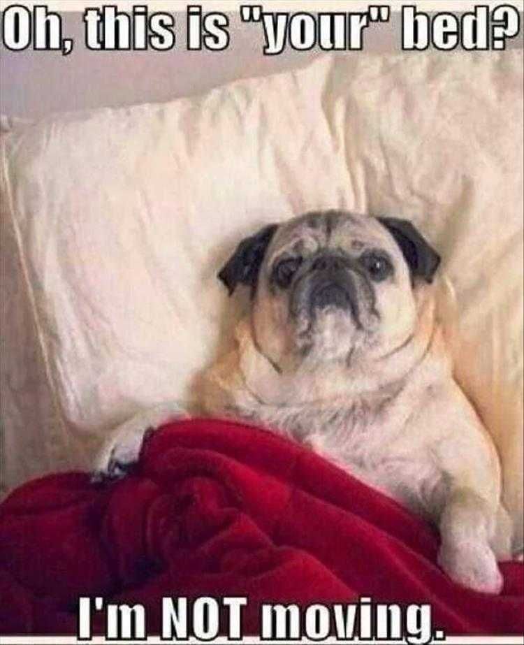 Super Funny Animal Photos Had No Idea.