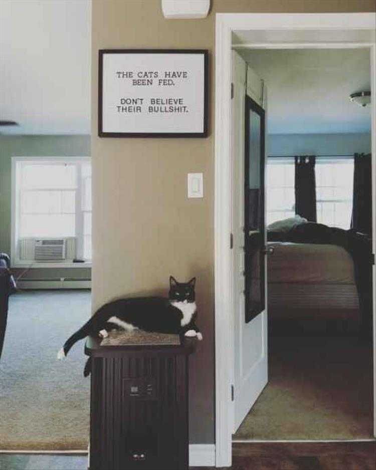 Super Funny Animal Photos If Cats Could Read