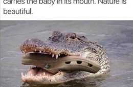Top 10 Funny Pictures With Animals
