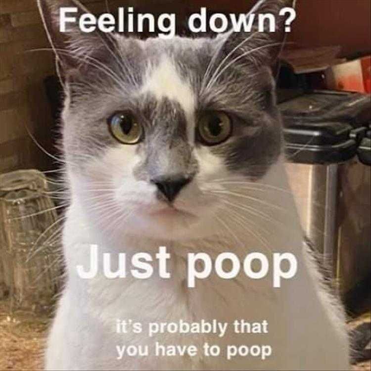 Funny Pictures Of Animals Just Do It