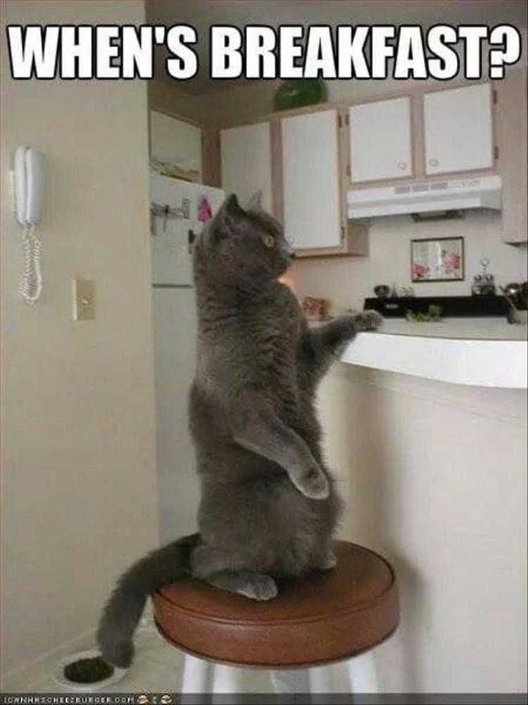 Humorous Pet Pictures Waiter!?