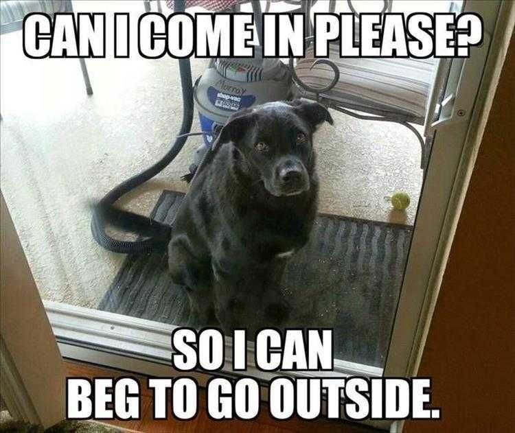 Humorous Pet Pictures Just Waiting To Pull That Stunt