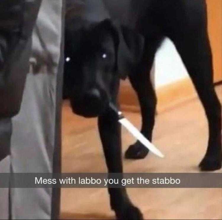 Humorous Pet Pictures Give Me Your Treats Or Else