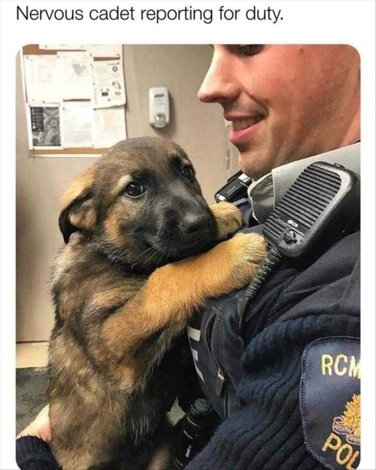 Humorous Pet Pictures K9 Unit Cadet