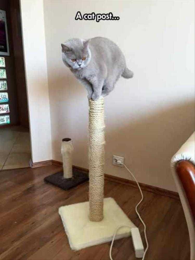 Humorous Pet Pictures Cat Post