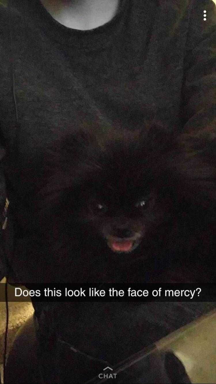 Humorous Pet Pictures Feed Me