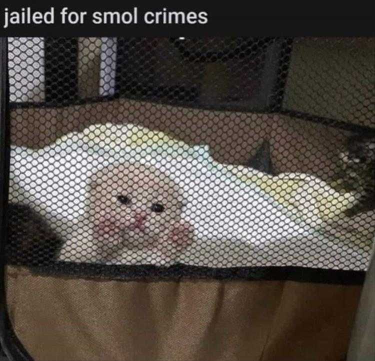Lol Animal Pics Jail Bird