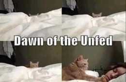 Top 27 Funny Animal Memes Of The Day 5Ffdb959Be7B4