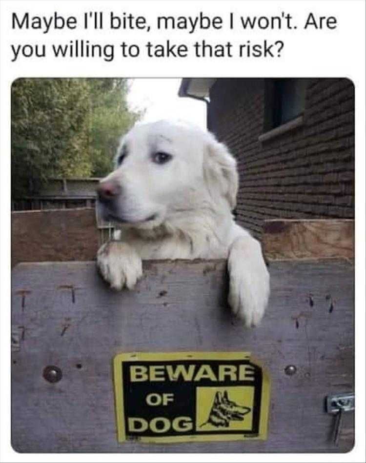 Lol Animal Pics Are You Feeling Lucky? Punk?