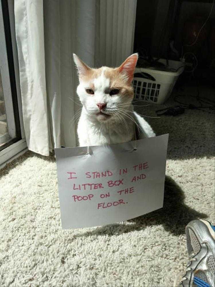 Lol Animal Pics Litter Box Too Small