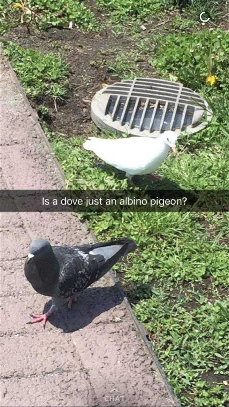 Lol Animal Pics White Flying Rat