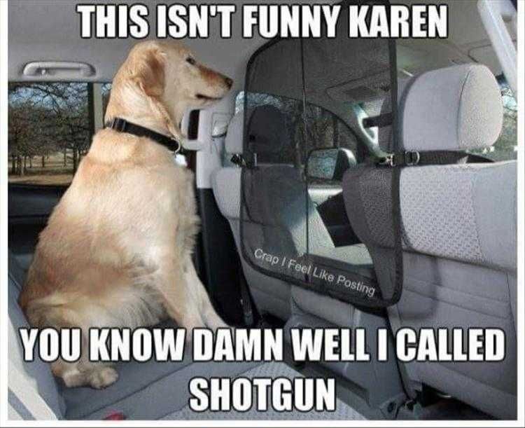 Animal Memes Picture Not Funny