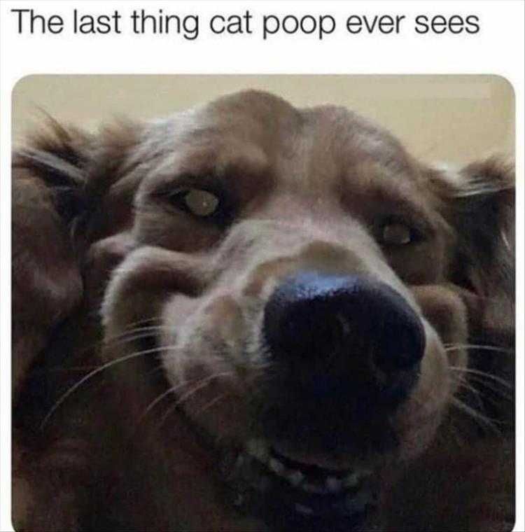 Animal Memes Pictures How Cat Poop'S Existence Ends