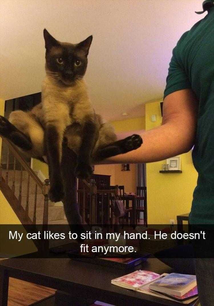Animal Memes Pictures Handy Cat