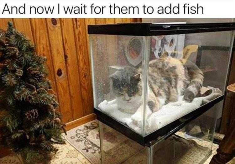 Animal Memes Pictures Strategic Hunter