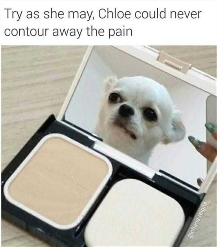 Animal Meme Picture Try Harder