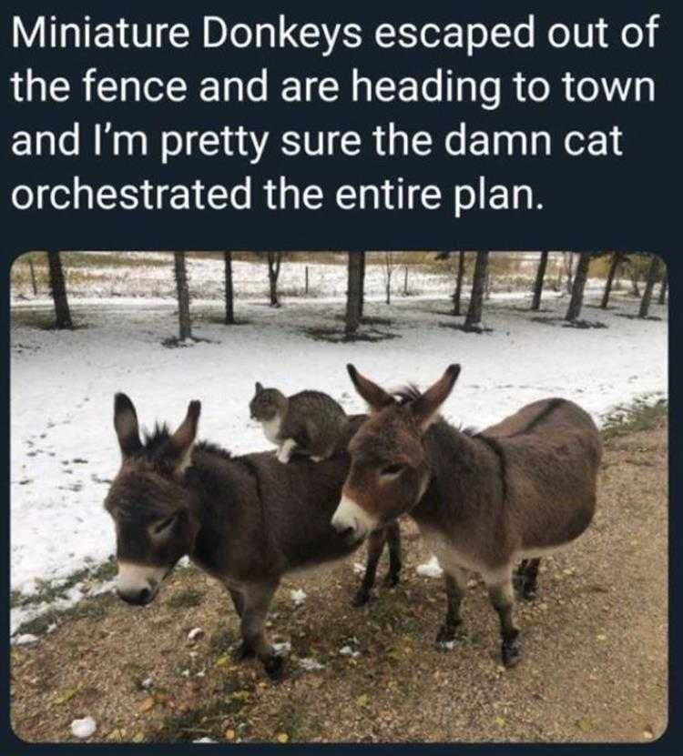 Animal Memes Pictures Master Plan