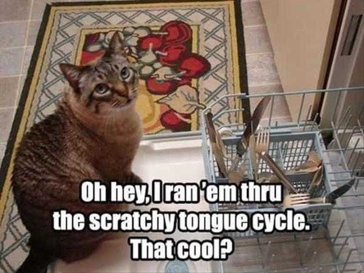 Comical Animal Pictures Dishwasher Cat