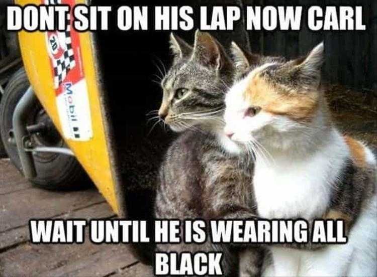 Comical Cat Pictures Waiting For The Opportunity