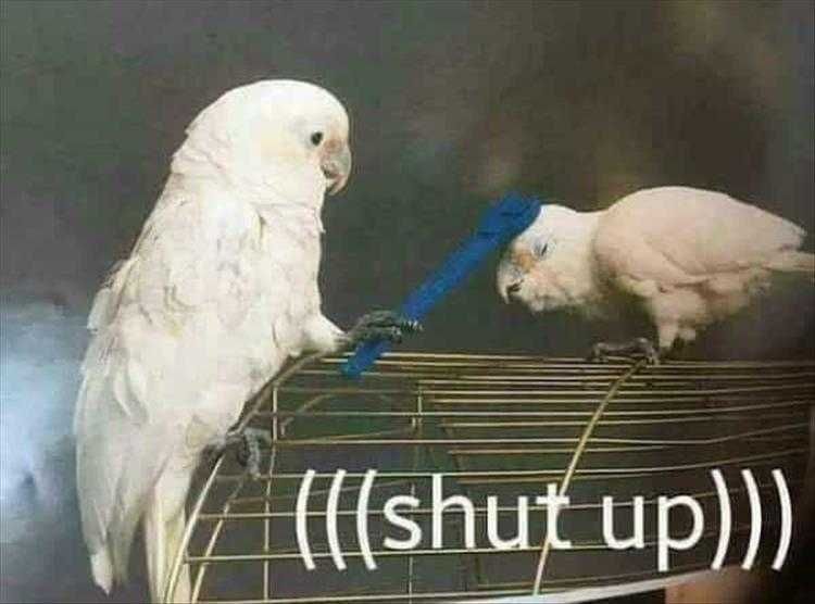 Comical Bird Pictures Shut Up