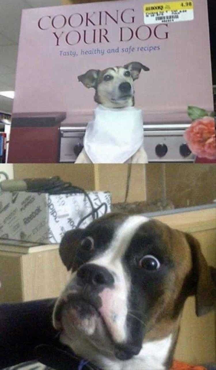 Comical Animal Pictures Cooking Your Dog