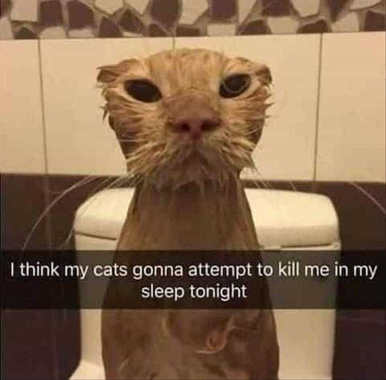 Comical Animal Pictures Grim Reaper Cat