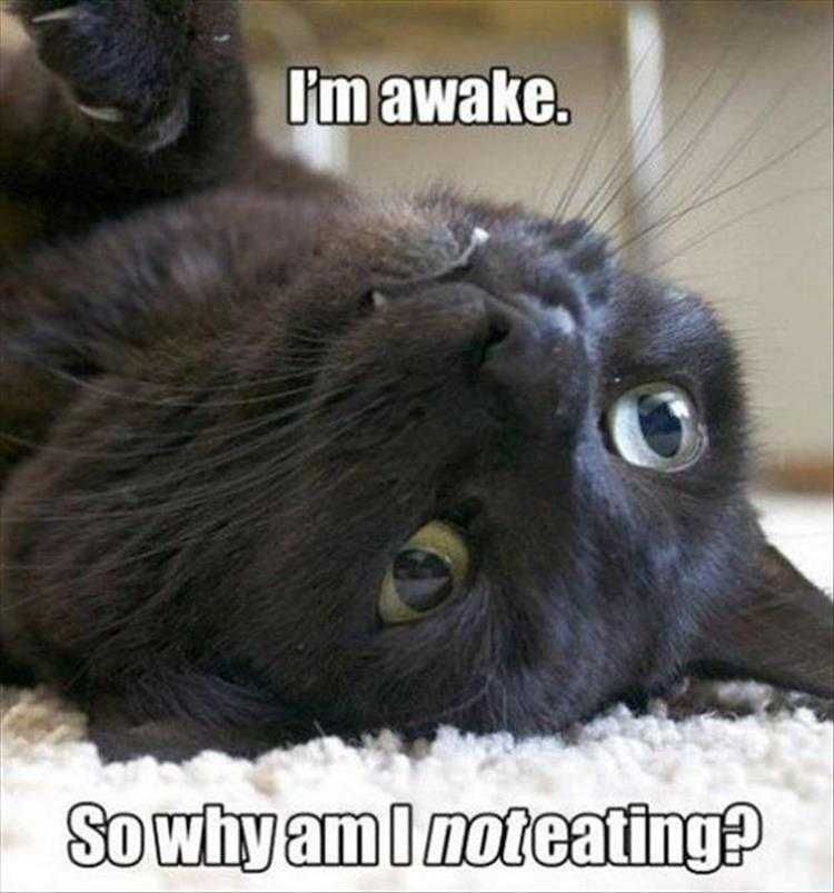 Comical Animal Pictures Philosophical Cat