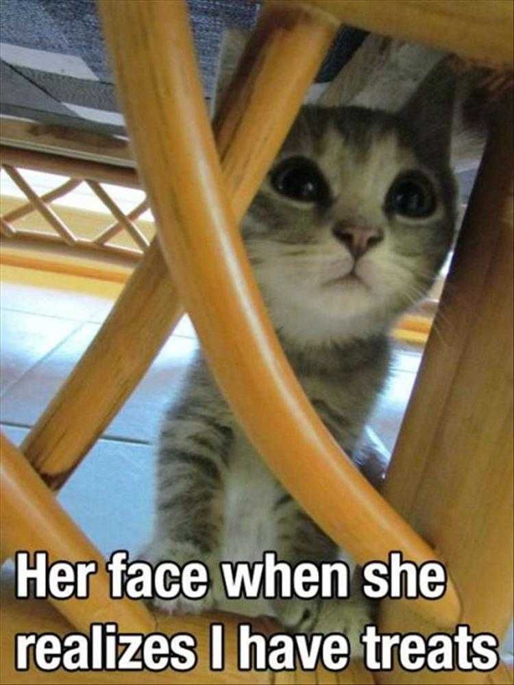 Comical Animal Pictures Treats
