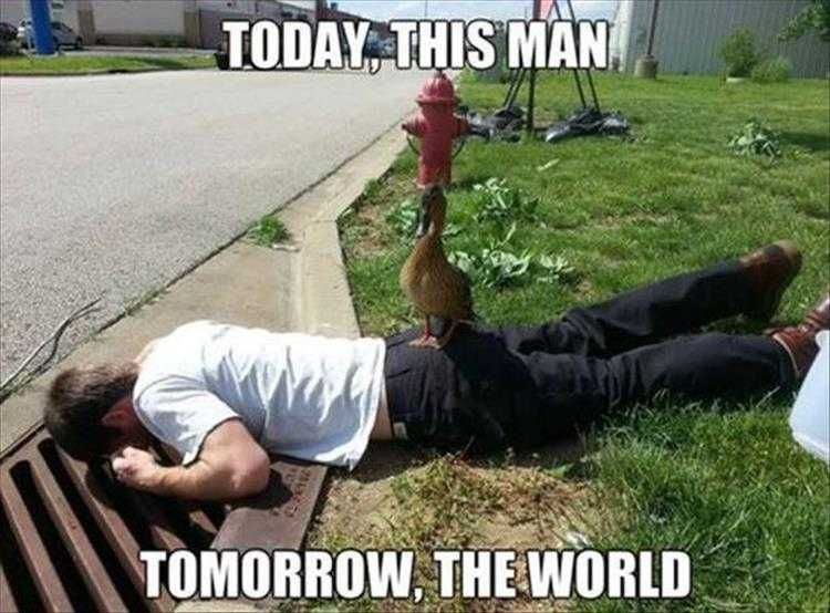 Comical Animal Pictures Duck Standing Tall