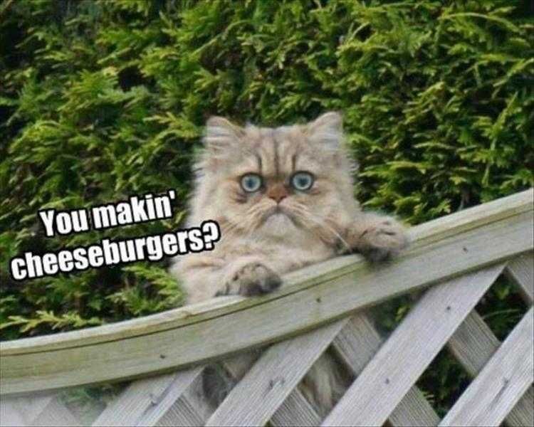Comical Animal Pictures Cheeseburgers