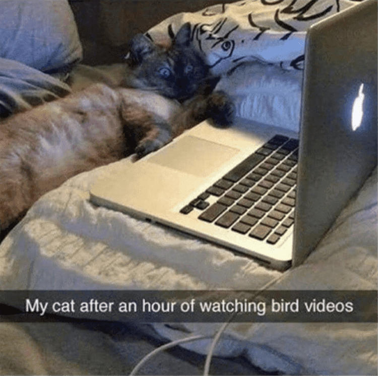 Lol Animal Meme Pics Of The Day Binge Watching