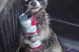 Top 21 Lol Animal Meme Pics