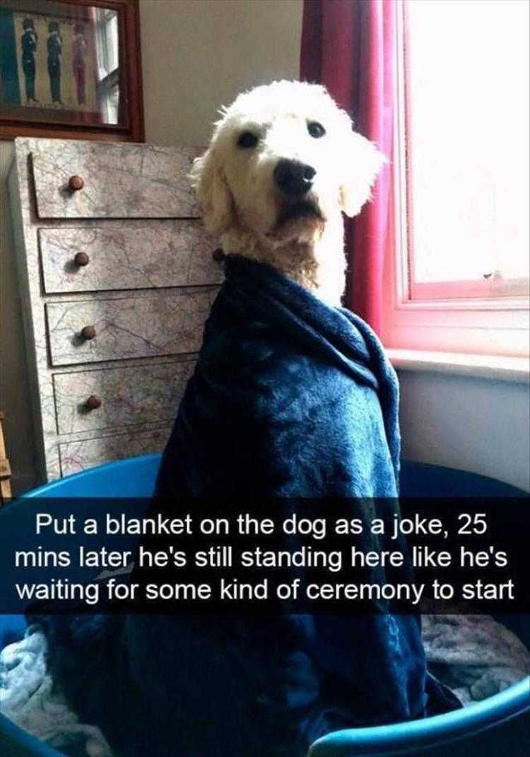 Lol Animal Memes Dog With The Pearl Earrings