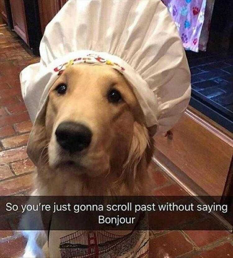 Lol Animal Meme Pics Don'T Just Scroll Through