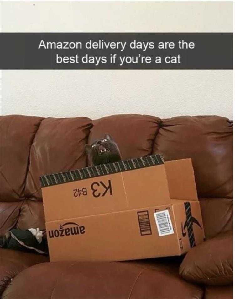 Lol Animal Meme Pics Amazon'S Best Service