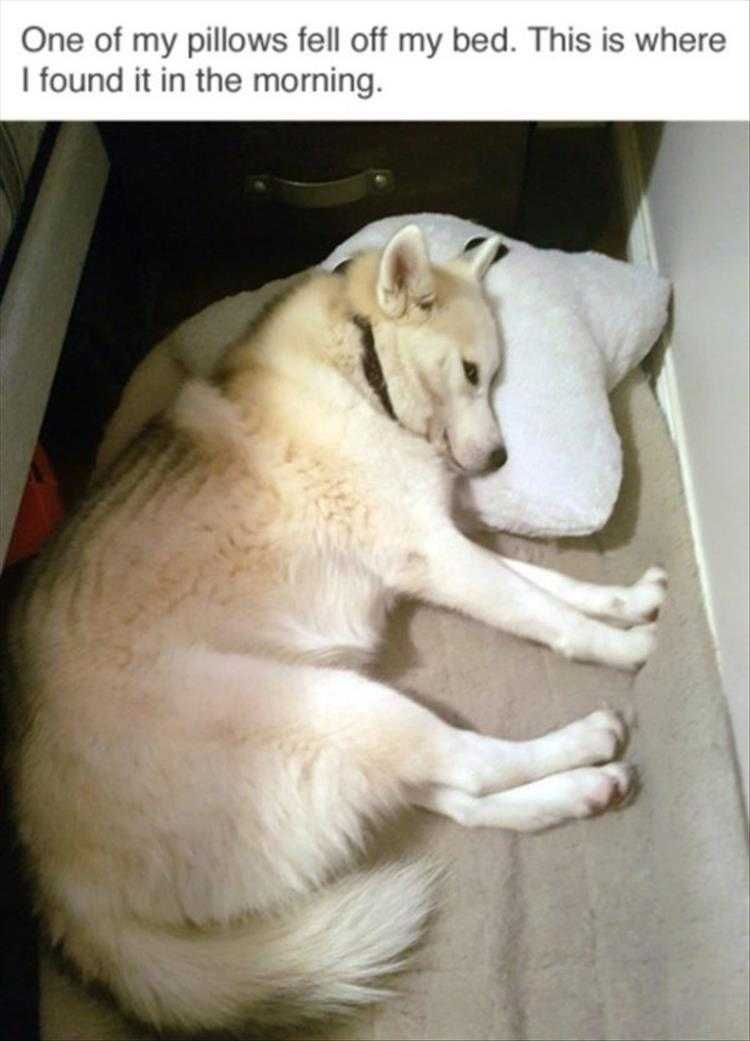Lol Animal Meme Pics Don'T Waste A Good Dropped Pillow