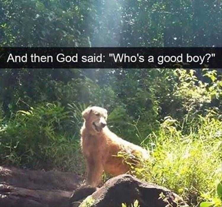 Lol Animal Meme Pics Good Boi Knows