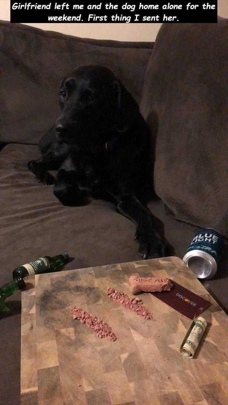 Lol Animal Meme Pics Not Manicures