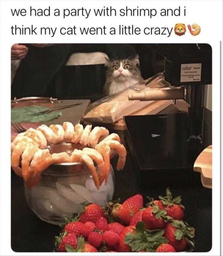 Lol Animal Meme Pics Omg Sorcery