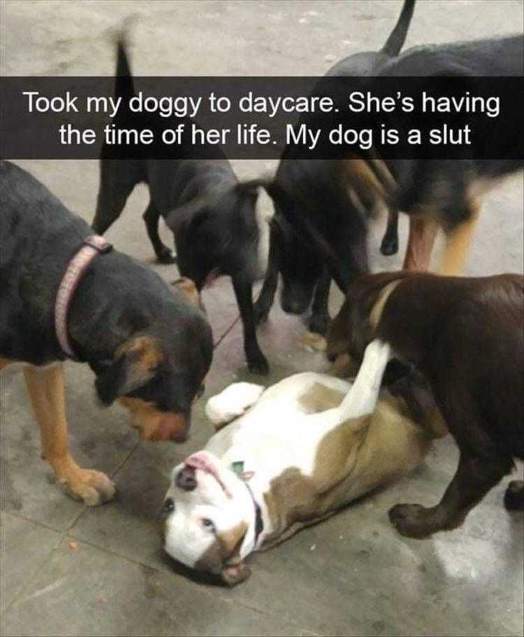 Lol Animal Meme Pics Loving The Attention